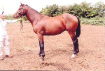 ��ȭ�屺 (TAEHWA JANGGUN) ����