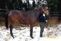 ���Ƹ� (BONGAREUM) ����