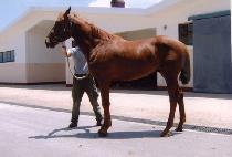 Ž��� (TAMHEOMDAE) ����