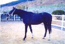 �����Ǵ밡 (PYEONGJUNGUI DAEGA) ����