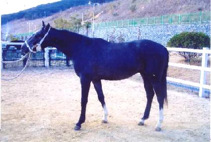 �����Ǵ밡 ����