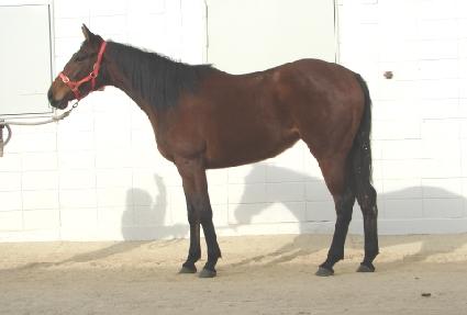 ����� ����