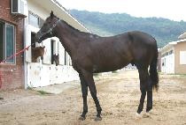 ������ (SEUNGJEONGA) ����