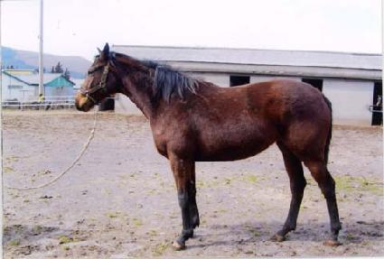 �鸸���� ����