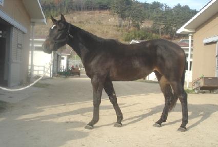 �Ŷ����� ����