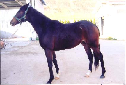 ������� ����