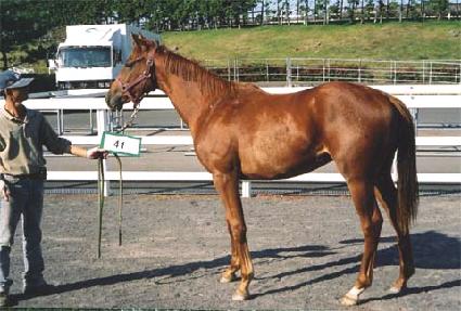 ȣ�ɴ��� ����