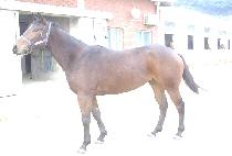 ����� (SAGYE SARANG) ����