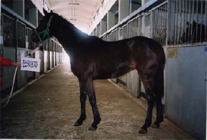 ���亰 ����