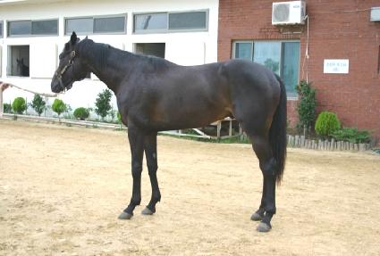 ȣ�ٽþ� ����