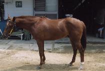 �ʰż� (CHOGEOSEONG) ����