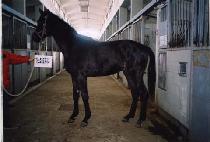 �ٶ��Ǻ� (BARAMUI BIT) ����