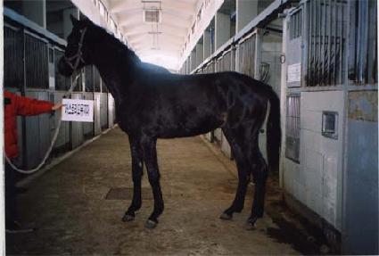 �ٶ��Ǻ� ����