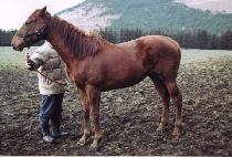 ���� (ODIN) ����