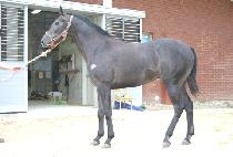 ��Ʈ����Ŀ (HIT MAKER) ����