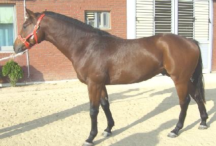 ������ ����