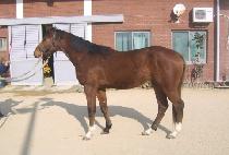 �ص����� (HAEDONG WANGJA) ����