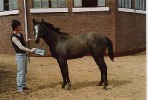 ��η� (DAEDURYEONG) ����