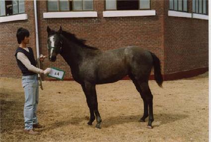 ��η� ����