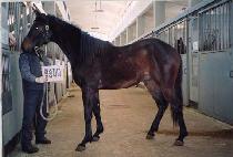 ������ǳ (KEOMEUN POKPUNG) ����