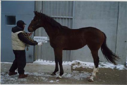 �⼼��� ����