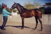 ������ (DOGAPSA) ����