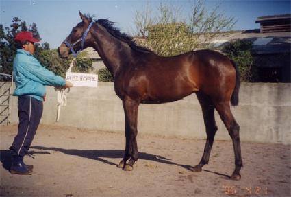 ������ ����