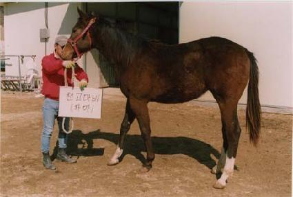 �ų��� ����