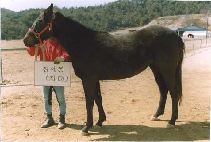 ���ﱺ�� ����