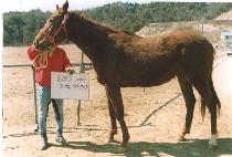 ȭõ��� (HWACHEON SARANG) ����