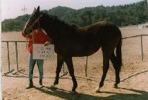 ���ھ��� (SCORE QUEEN) ����