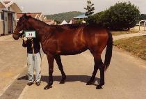 �������� (NALSSAEN JILJU) ����