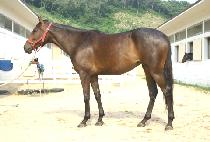 ���°��� (MYEONGSEUNGGOJEOK) ����