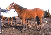 ��� (SARYONG) ����