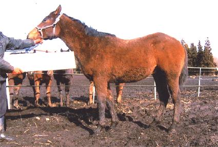 ��� ����