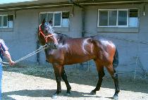 ��ƿ�� (ATTILA) ����