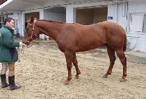 �ϴ������� (WANDERING PRO) ����