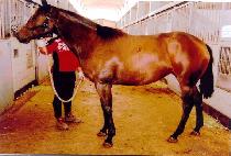 �¸����� (SEUNGNI YEOLCHA) ����