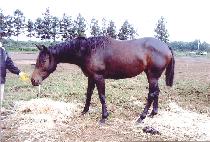 �������� (SEGI JEONSEOL) ����