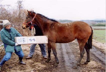 õ��մ� ����