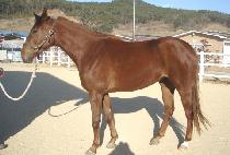 ������� (DOUBLE HEADER) ����