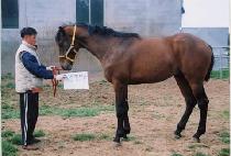 �絹�� (RUDOLF) ����