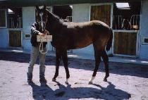 ����Ŀ (TTEUSIKEO) ����