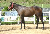 ����ǳ (CHOTAEPUNG) ����