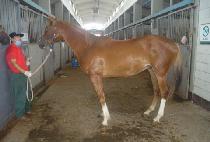 õ�ϸ��� (CHEONHA MYEONGJANG) ����