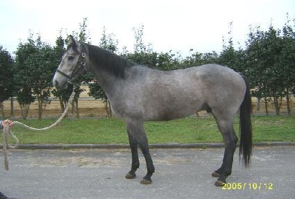 ������� ����