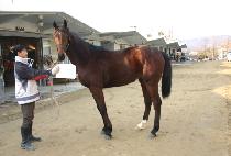 ������� (SINHEUNG MYEONGMUN) ����