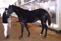 �帲�ӽ� (DREAM MACHINE) ����