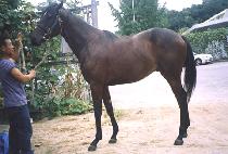 �簭�� (YANGGANGDO) ����