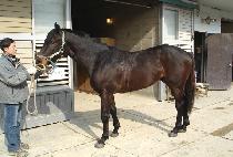 ������ (YEOHAENG SARANG) ����